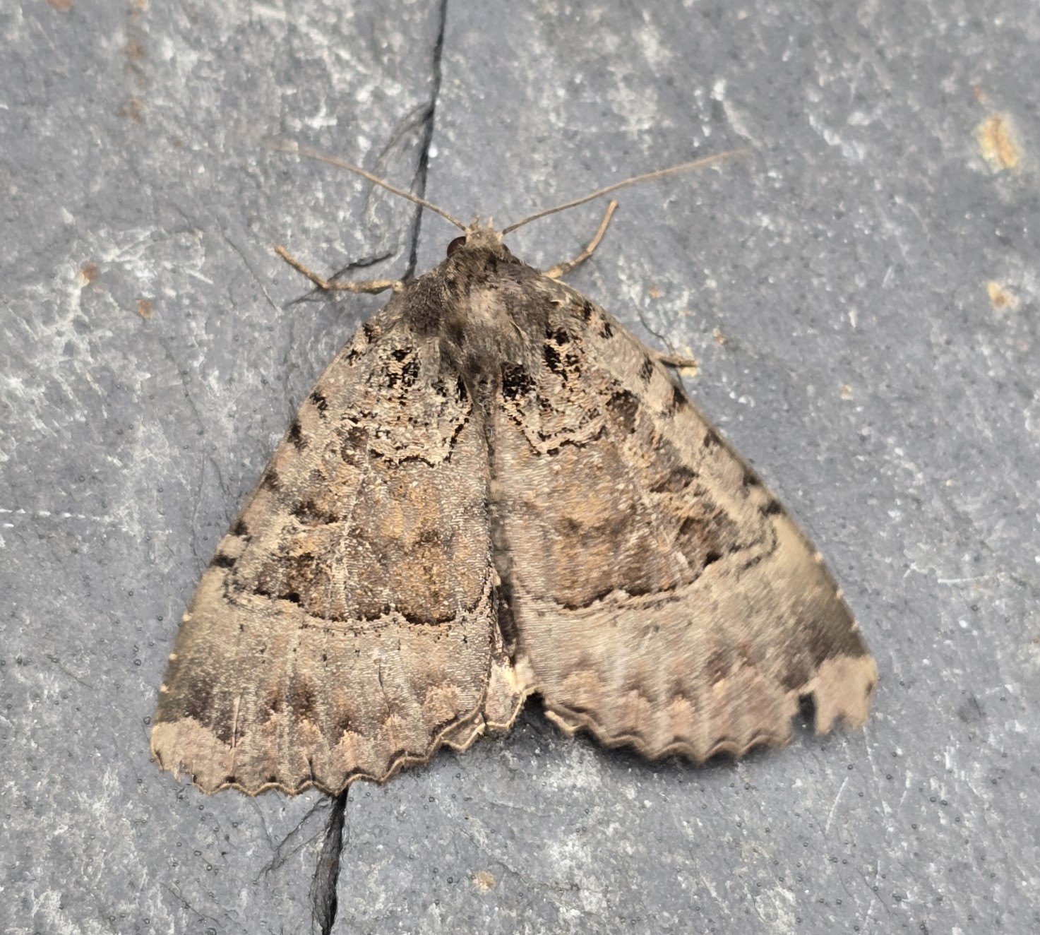 Photo of Old Lady (Mormo maura)